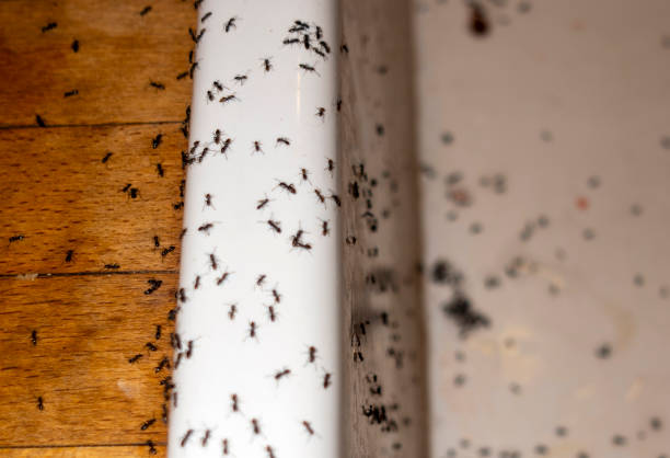Best Rodent Control Near Me  in Mchenry, IL