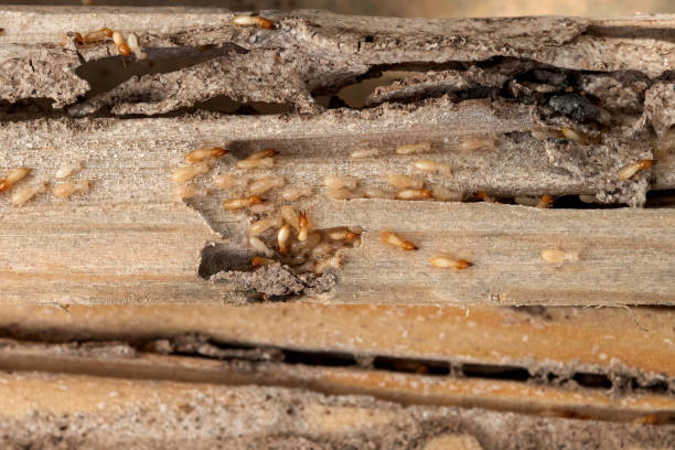 Best Emergency Pest Control  in Mchenry, IL